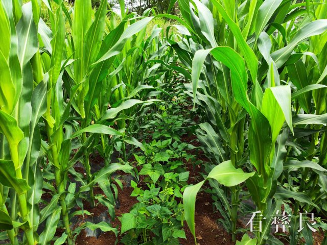 彝良龙街：大豆玉米带状复合种植助农增收