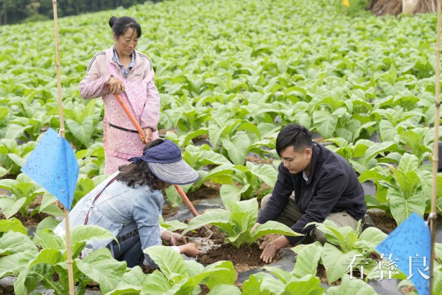 彝良：干群齐抓中耕管理 烤烟长势喜人