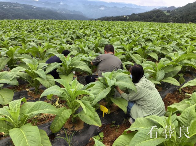  彝良：烟粮协同发展 烟农增产增收